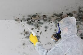 Best Biohazard Mold Removal  in Fayetteville, NY